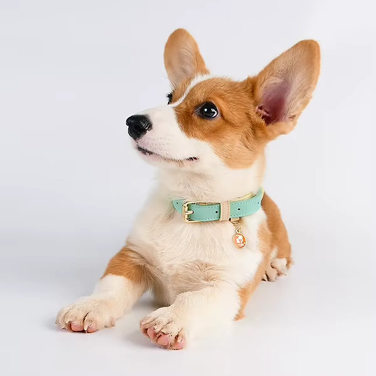 S M L Dog Collar, Leather Dog Collar, For Small, Medium, And Large Dogs, Basic - Image 2