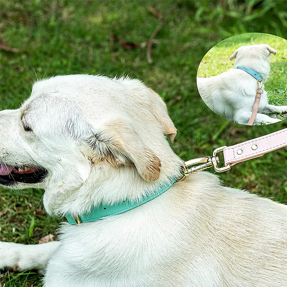 S M L Dog Collar - Image 5