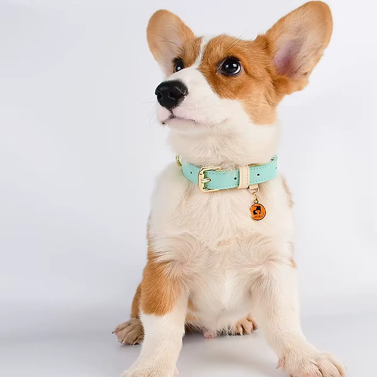 S M L Dog Collar - Image 6